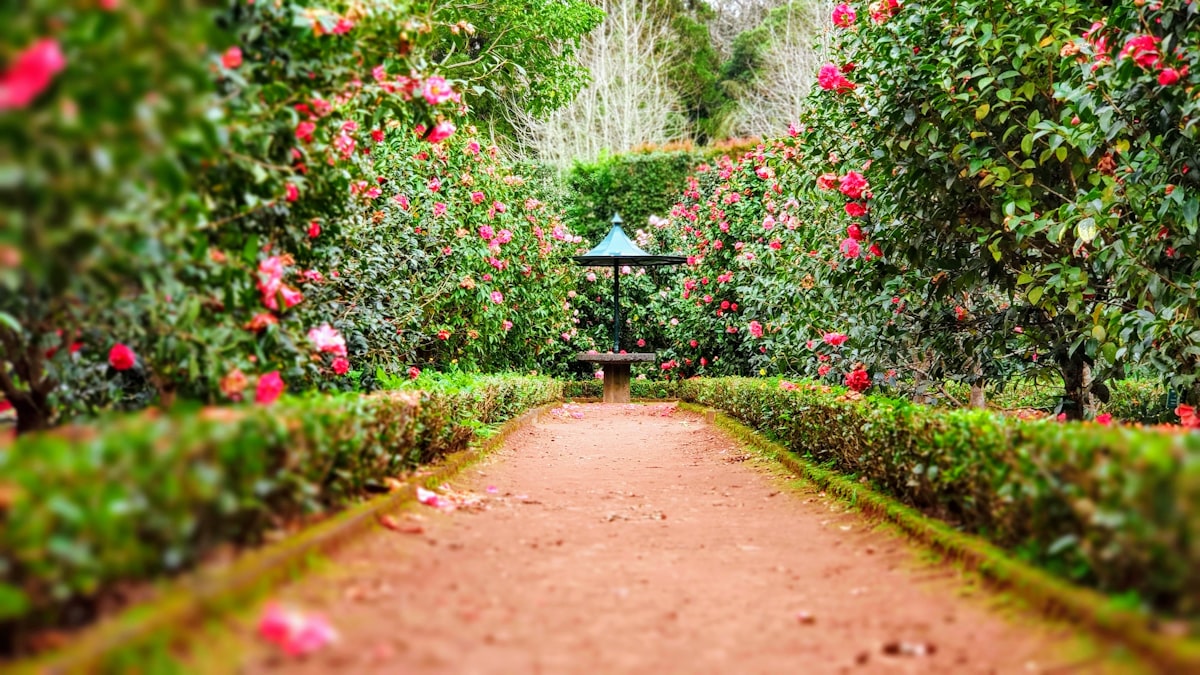 Beautiful garden pathway with flowering bushes