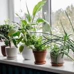 Indoor Gardening