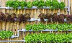 Vertical Gardening